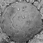 Эмбрион неизвестного организма, датируемый Кембрийским периодом